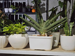 Starfish Snake Plant Care: The Ultimate Low-Maintenance Indoor Shrub!